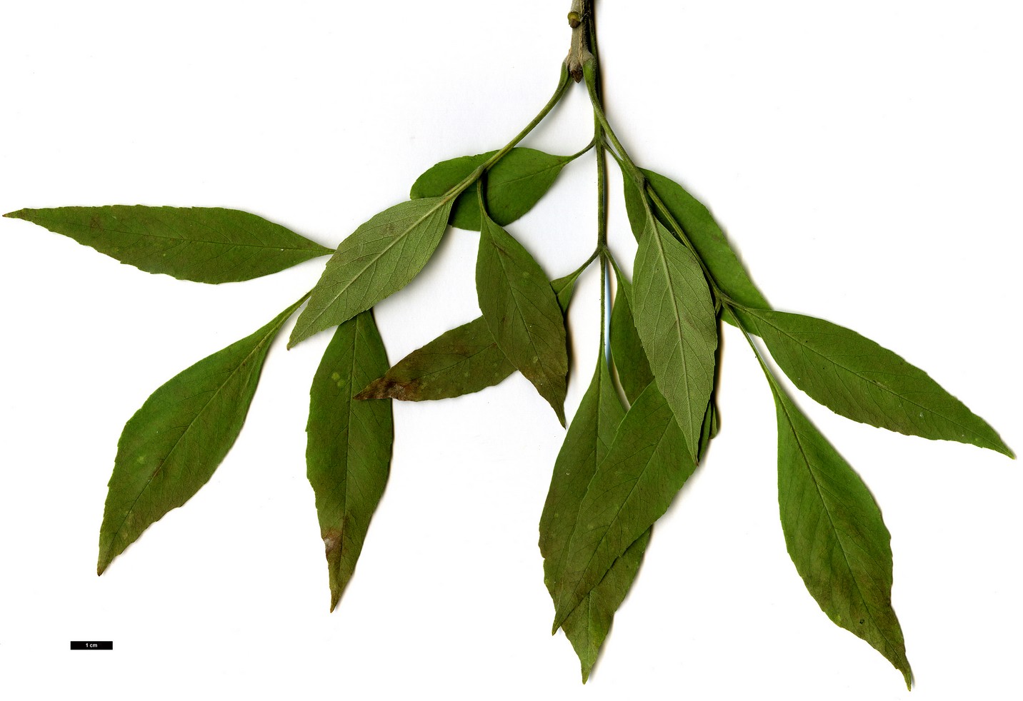 High resolution image: Family: Oleaceae - Genus: Fraxinus - Taxon: velutina - SpeciesSub: var. toumeyi High resolution image: Family: Oleaceae - Genus: Fraxinus - Taxon: velutina - SpeciesSub: var. toumeyi